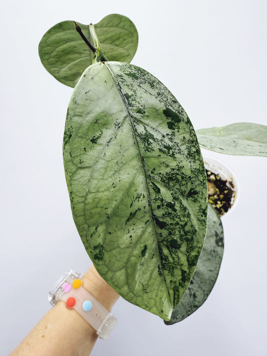 Hoya coriacea silver