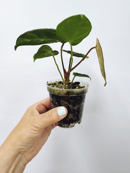 Anthurium king of spades