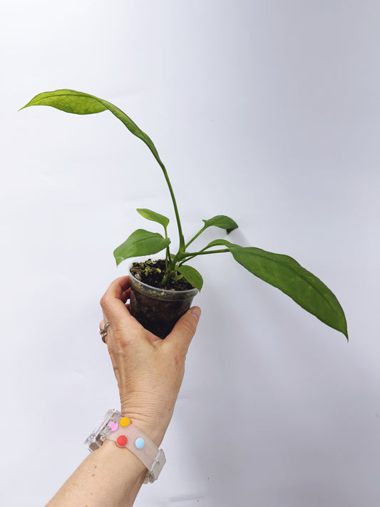 Anthurium vittarifolium x self seedling
