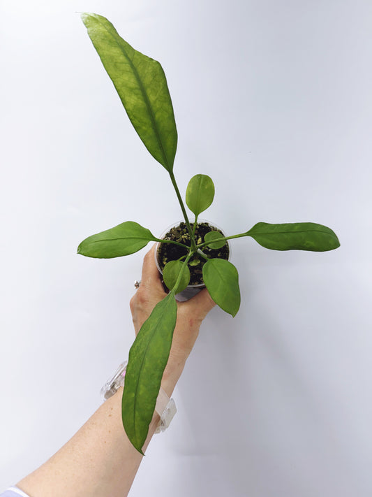 Anthurium vittarifolium x self seedling