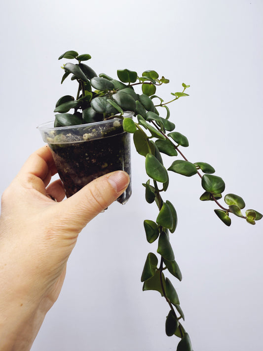 Aeschynanthus Thai Pink Lipstick Plant