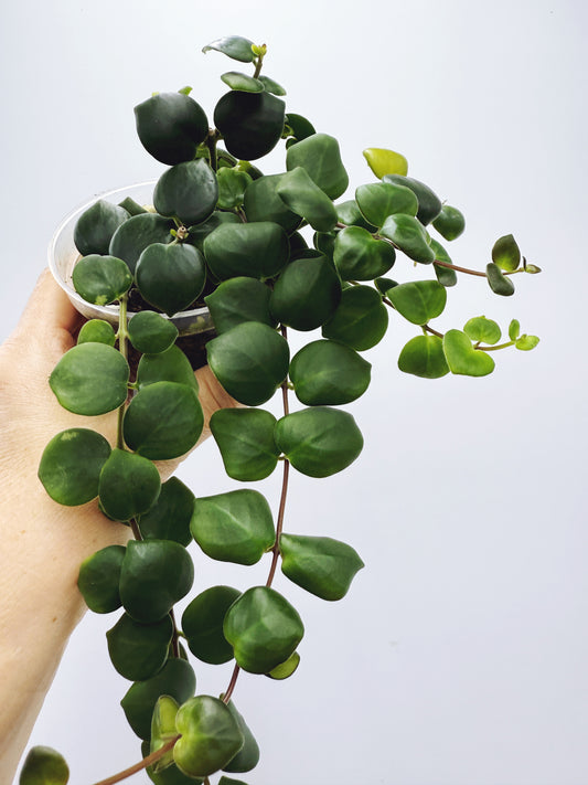 Aeschynanthus Thai Pink Lipstick Plant