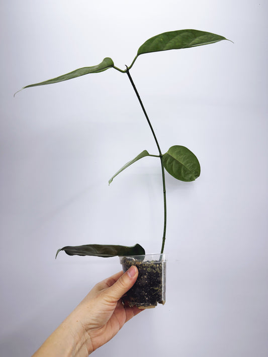 Hoya coriacea silver