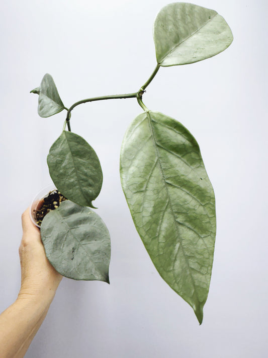 Hoya coriacea silver