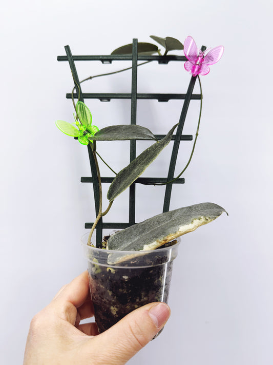 Hoya archiboldiana albomarginata