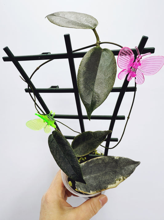 Hoya archiboldiana albomarginata