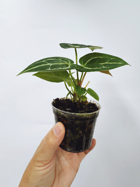 Anthurium forgetii x silver blush starter plant