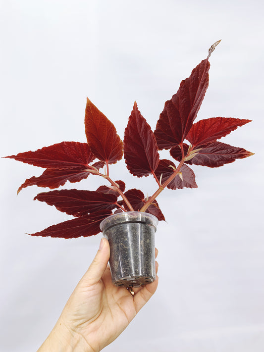 Begonia benigo pink