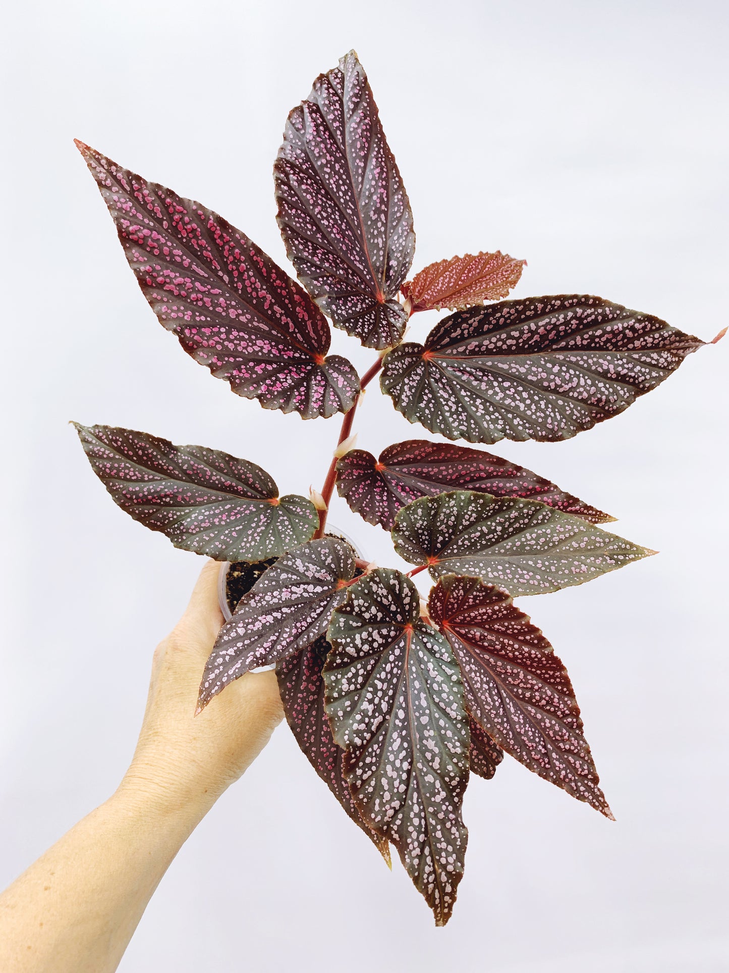 Begonia benigo pink