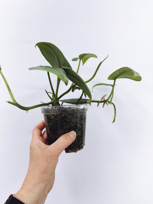 Scindapsus Silver Hero