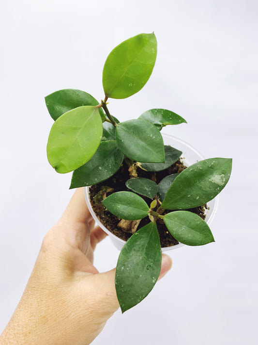 Hoya rebecca