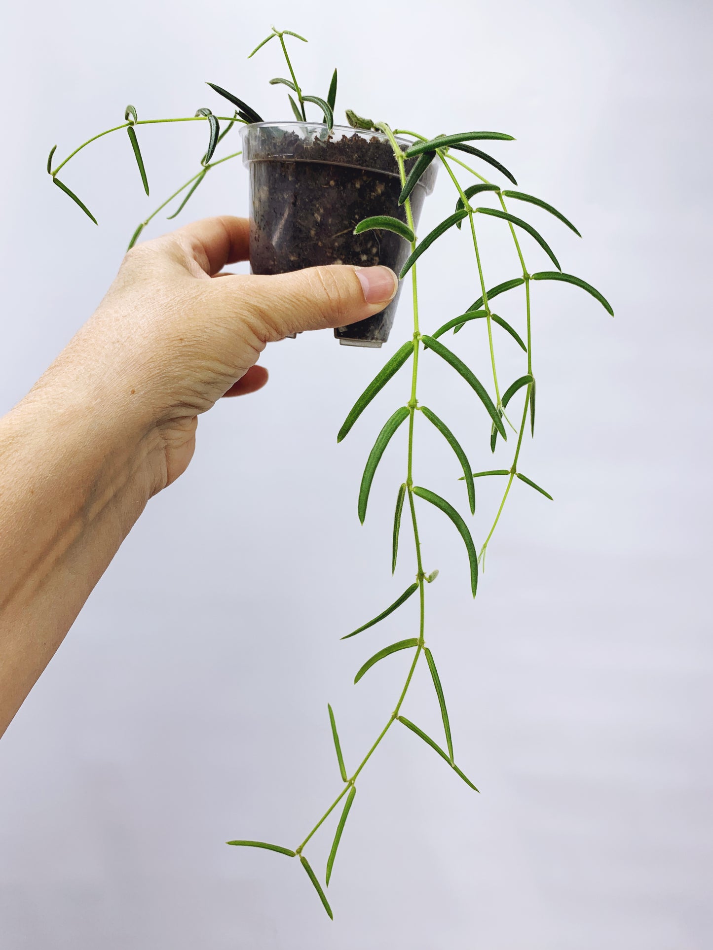 Hoya linearis