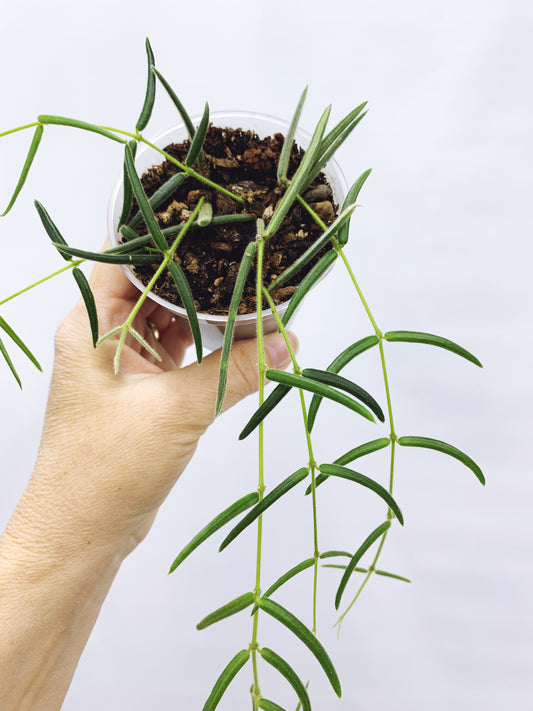 Hoya linearis