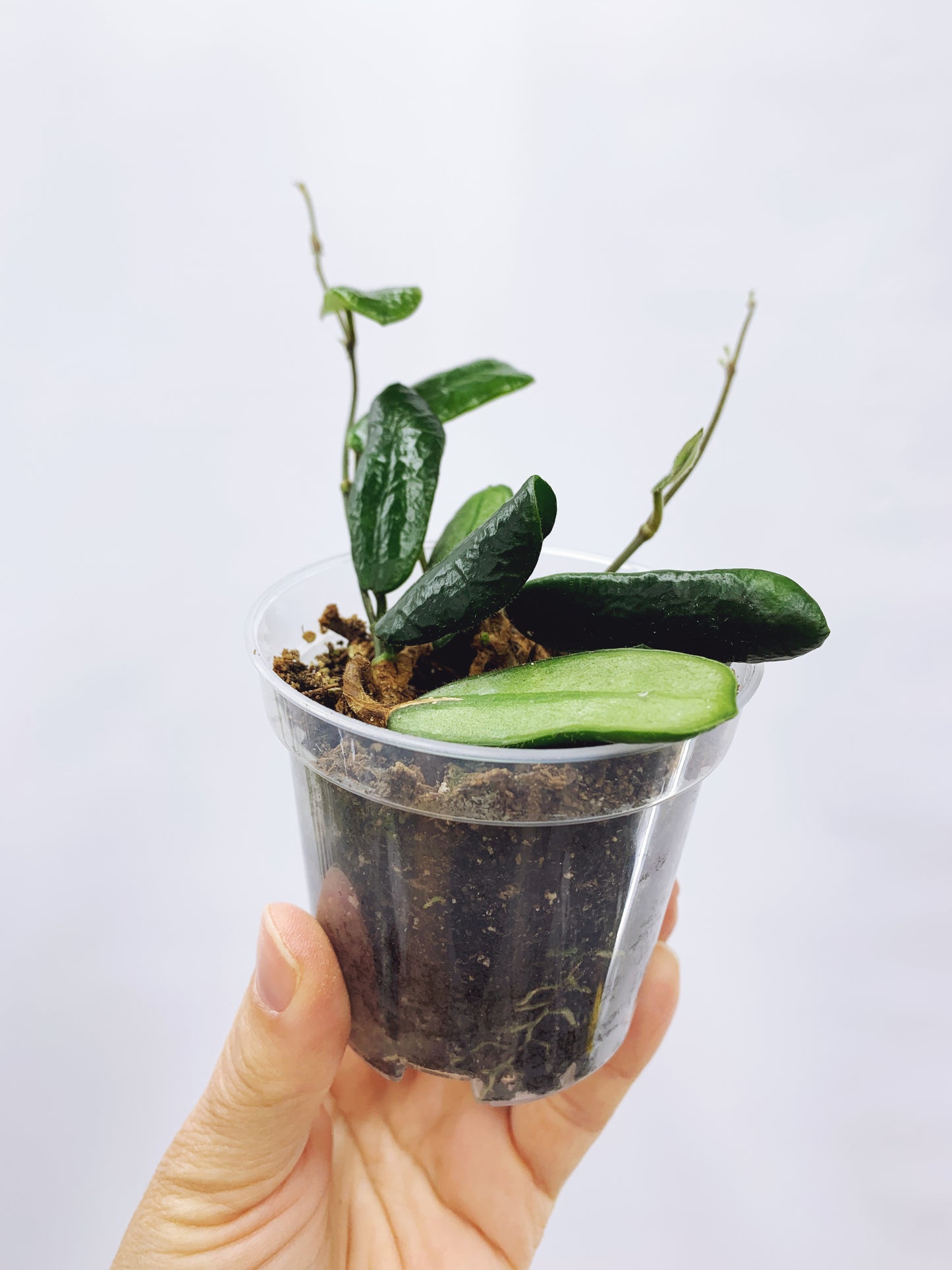 Hoya rotundiflora