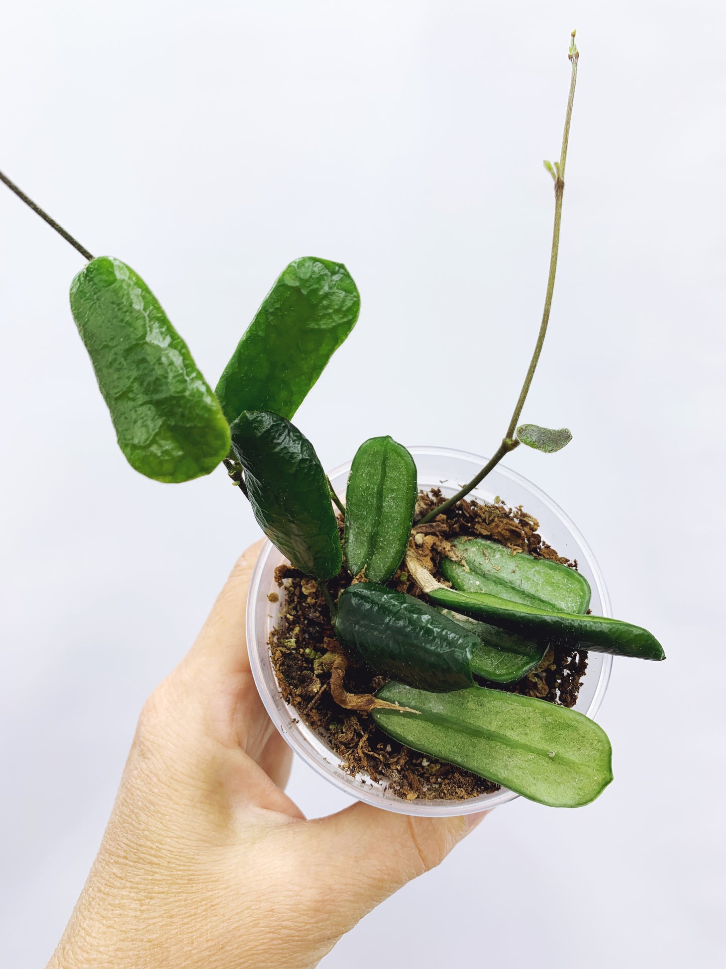 Hoya rotundiflora