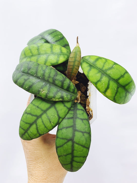 Hoya callistophylla