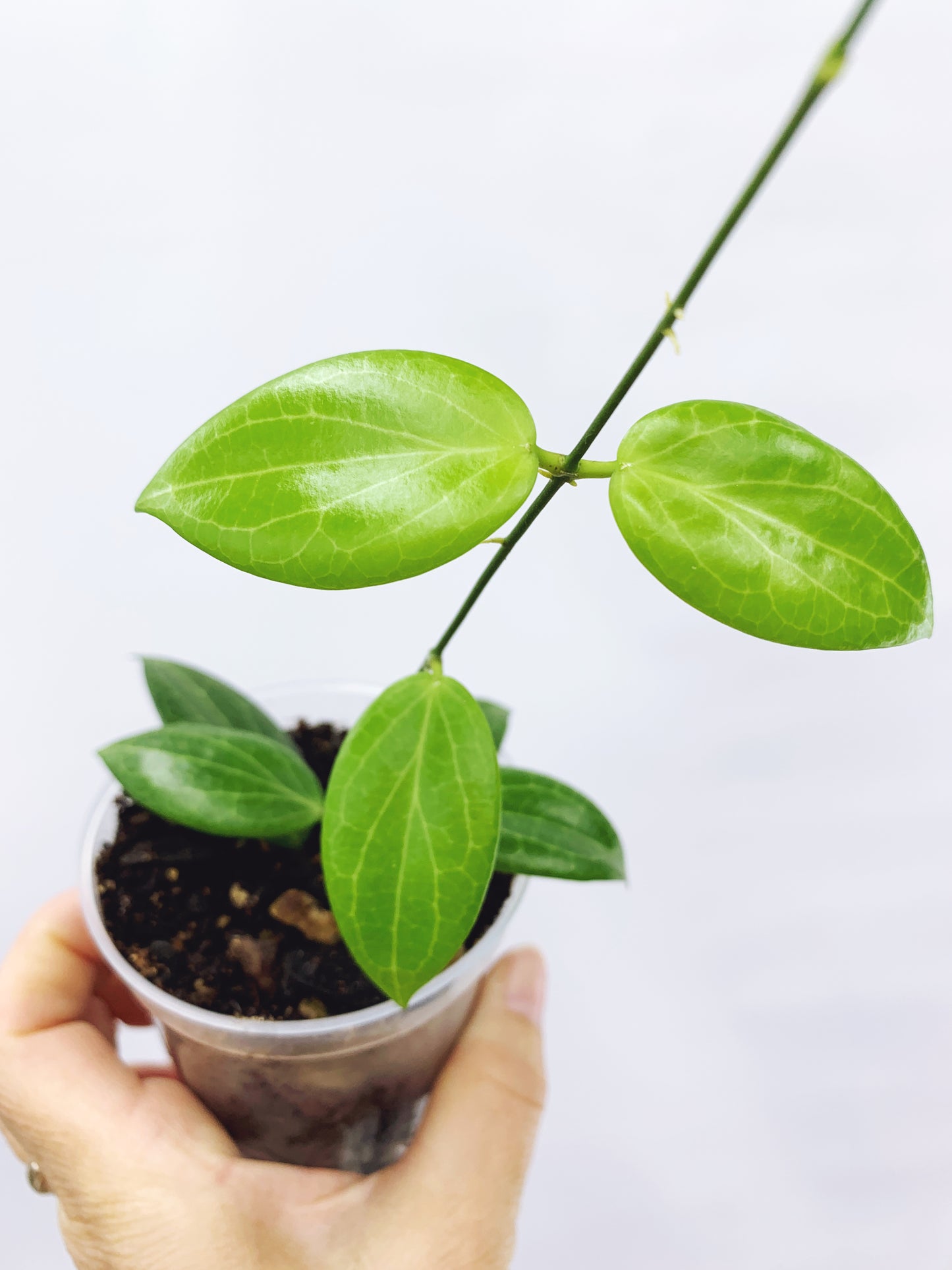 Hoya fitchii