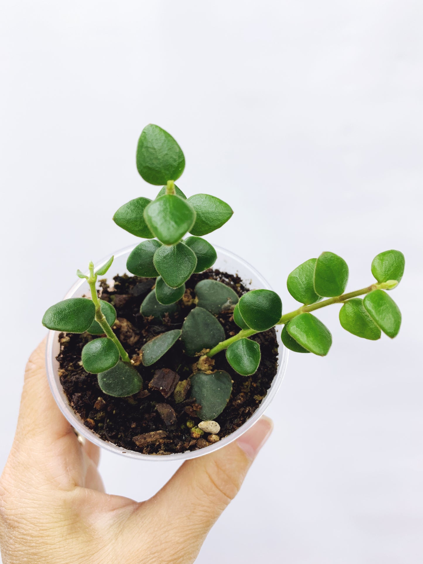 Hoya chinghungensis