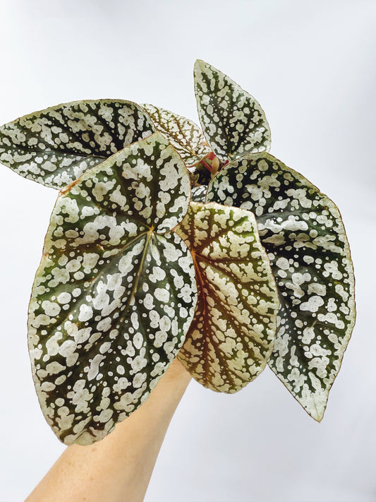 Begonia snow capped