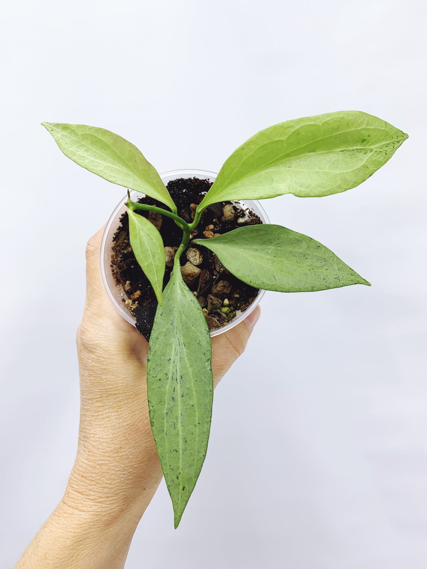 Hoya new guinea ghost