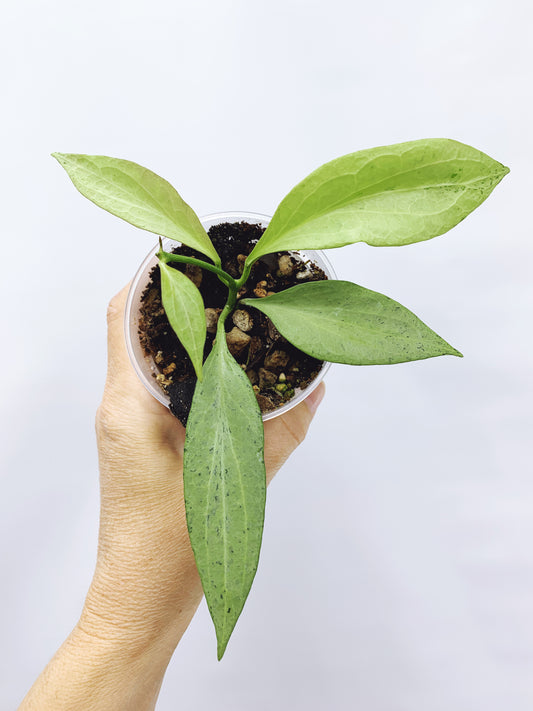 Hoya new guinea ghost