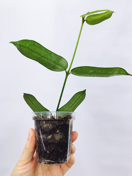 Hoya pandurata