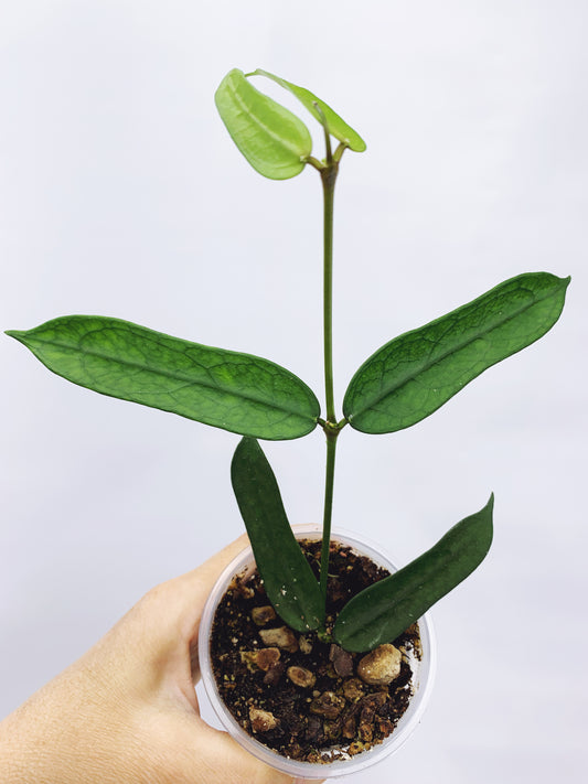 Hoya pandurata