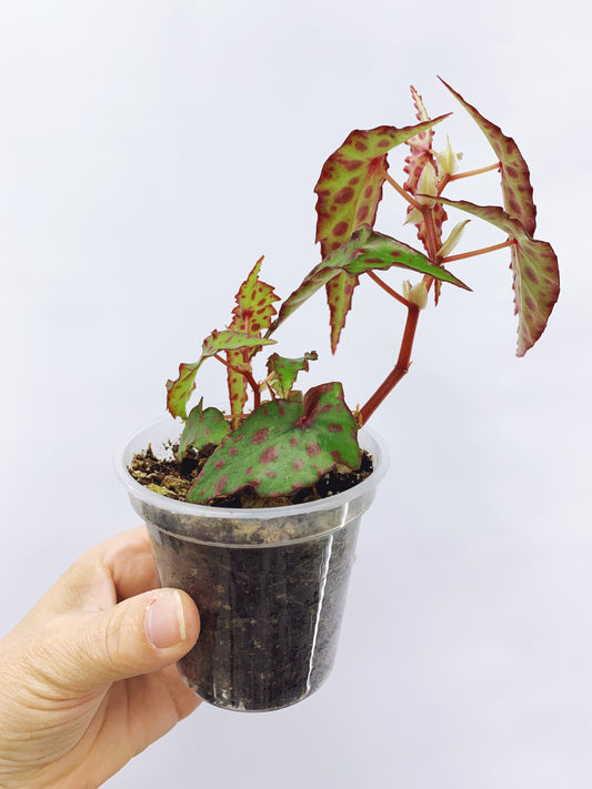 Begonia amphioxus