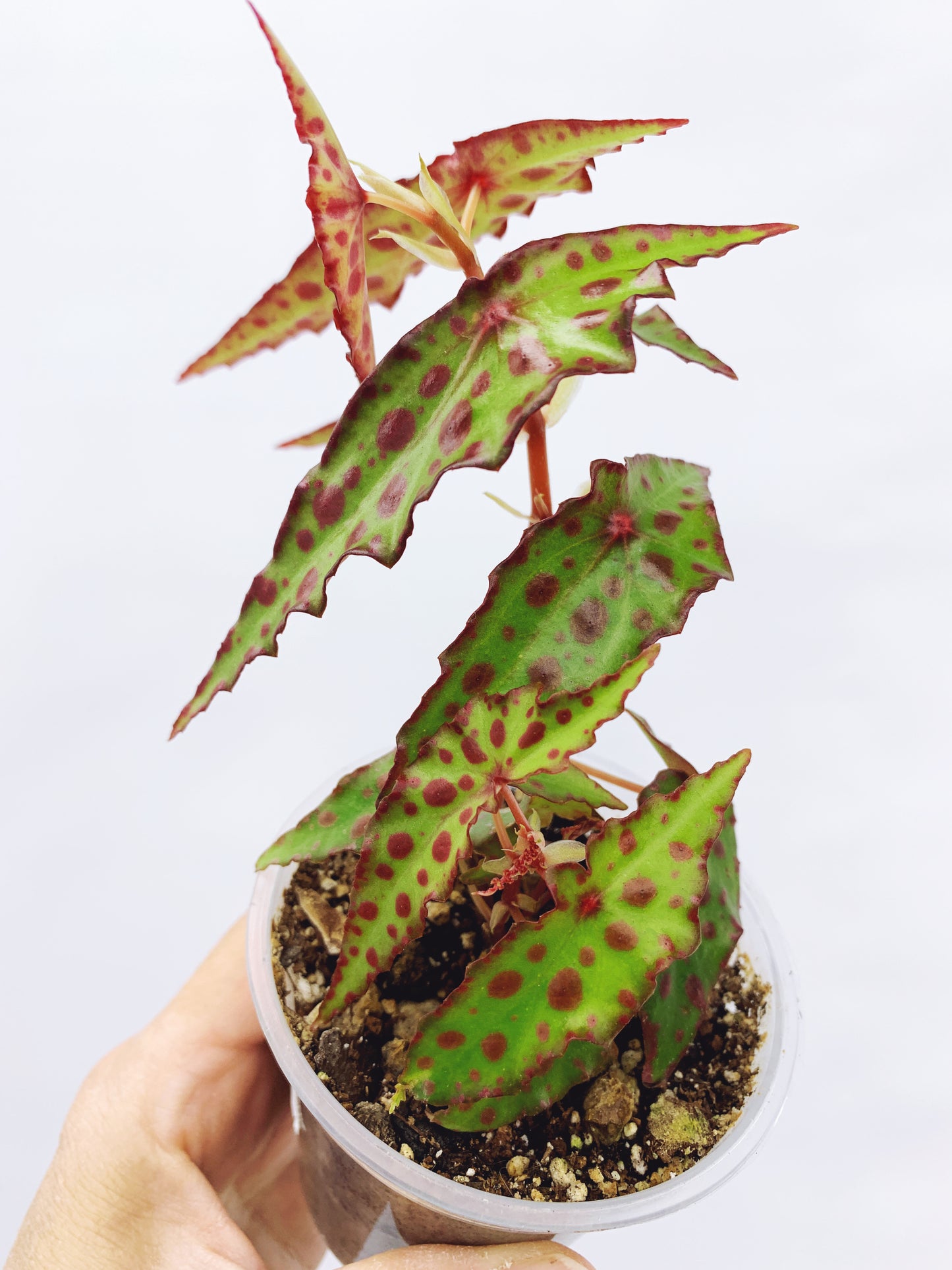 Begonia amphioxus