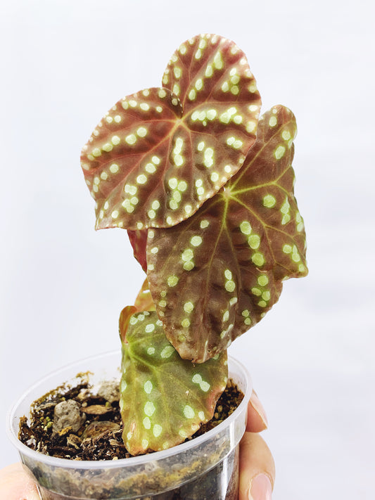 Begonia U641