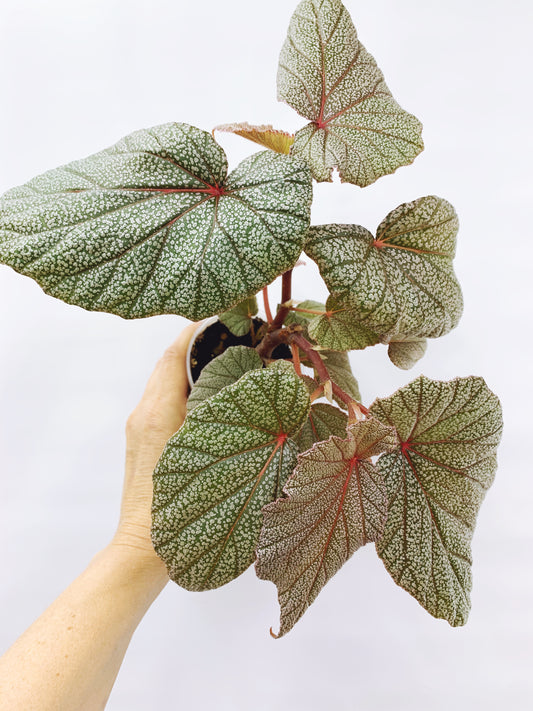 Begonia sinbad