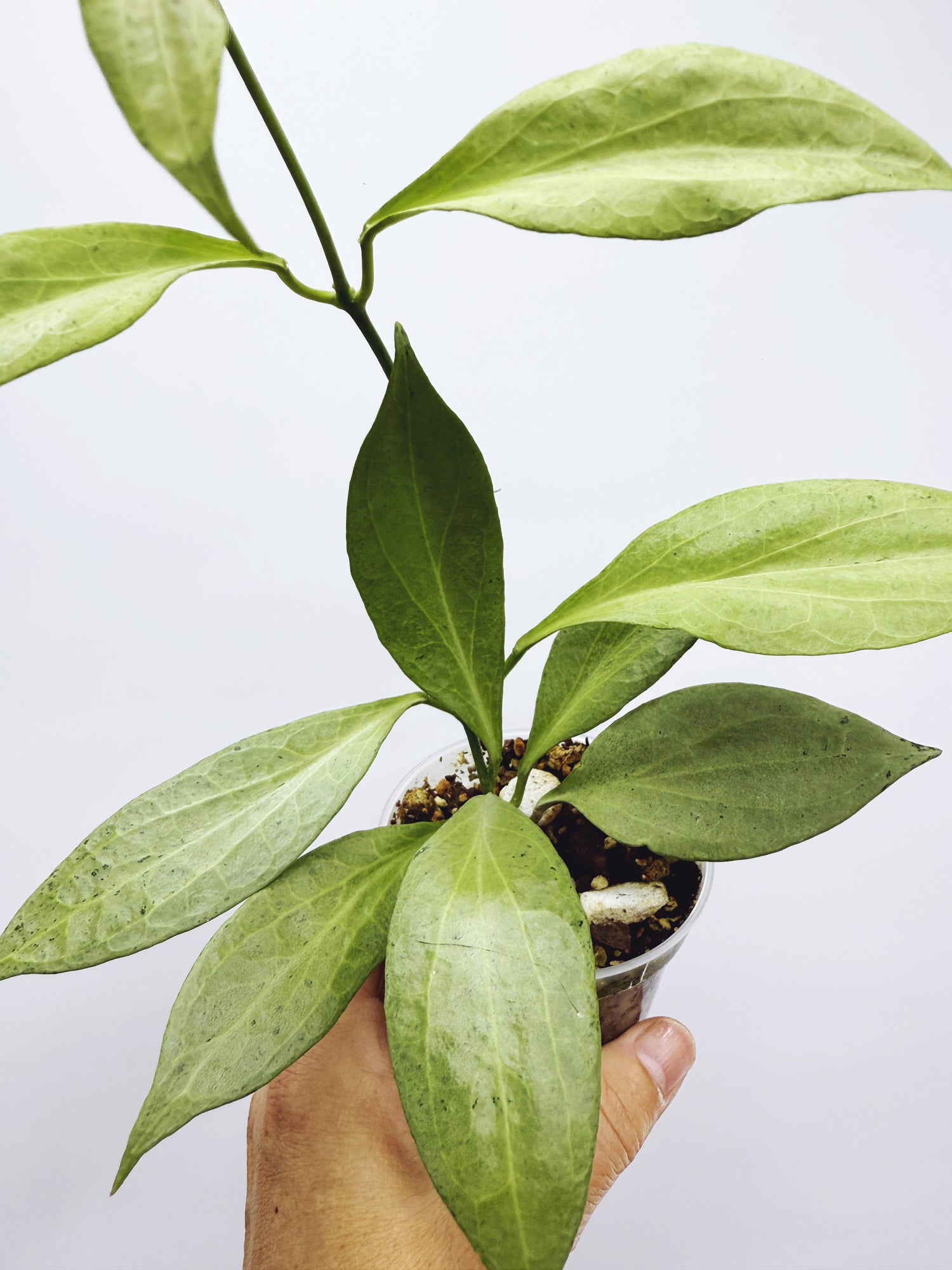 Current Plants