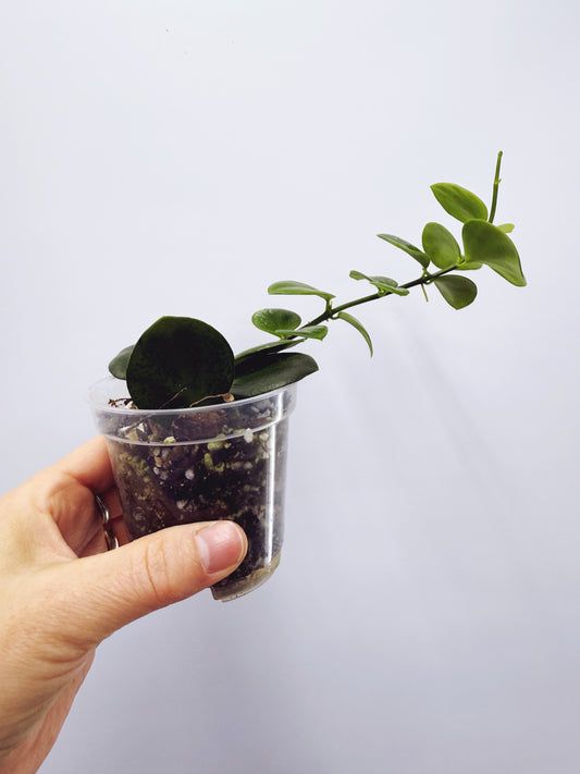 Hoya collina sp. biak