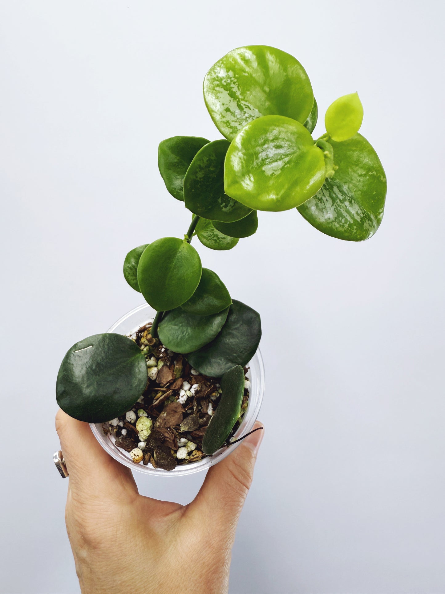 Hoya collina sp. biak