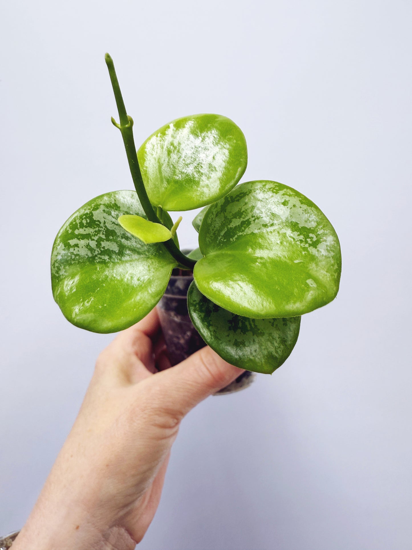 Hoya collina sp. biak