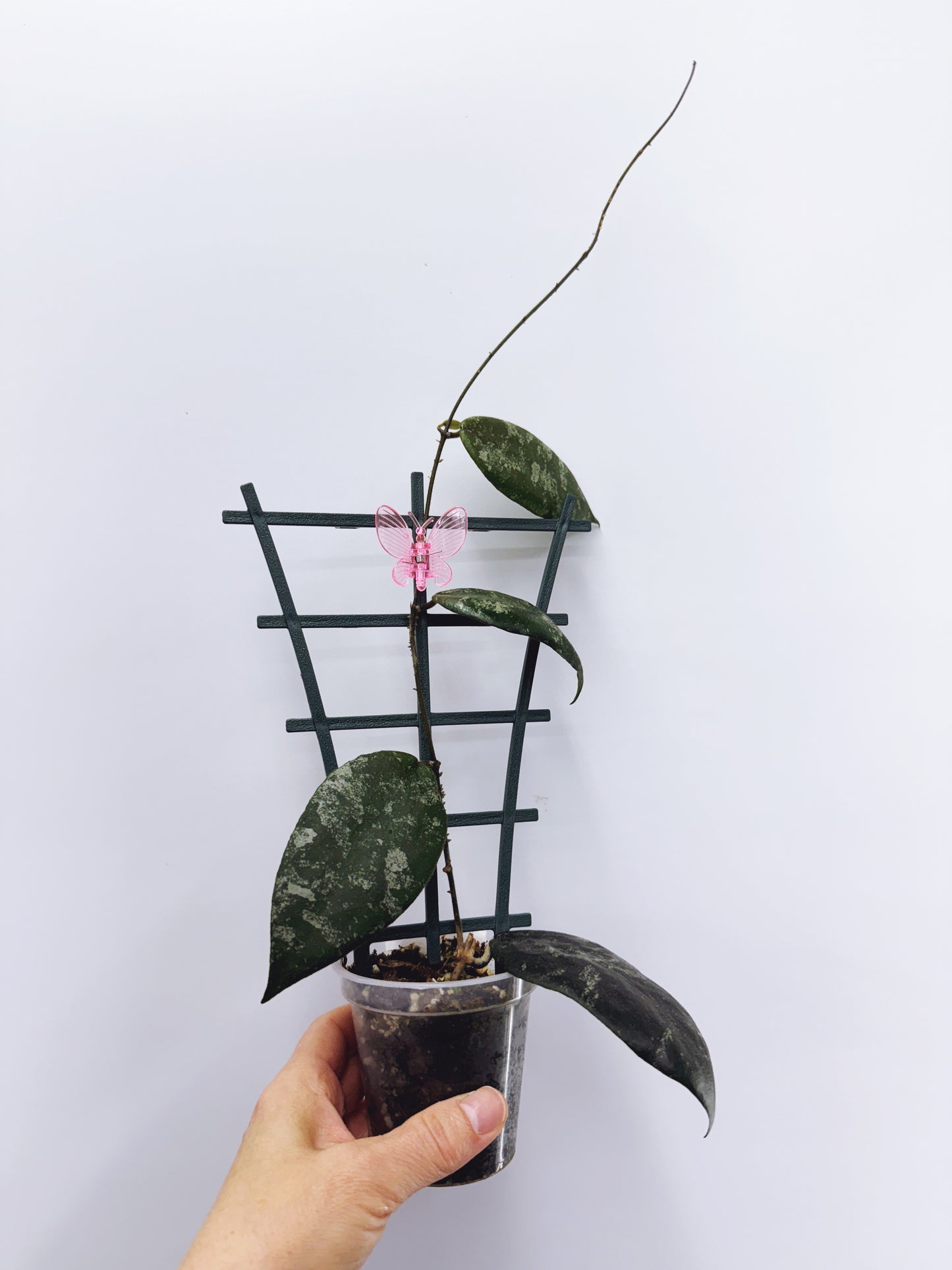 Hoya caudata sumatra