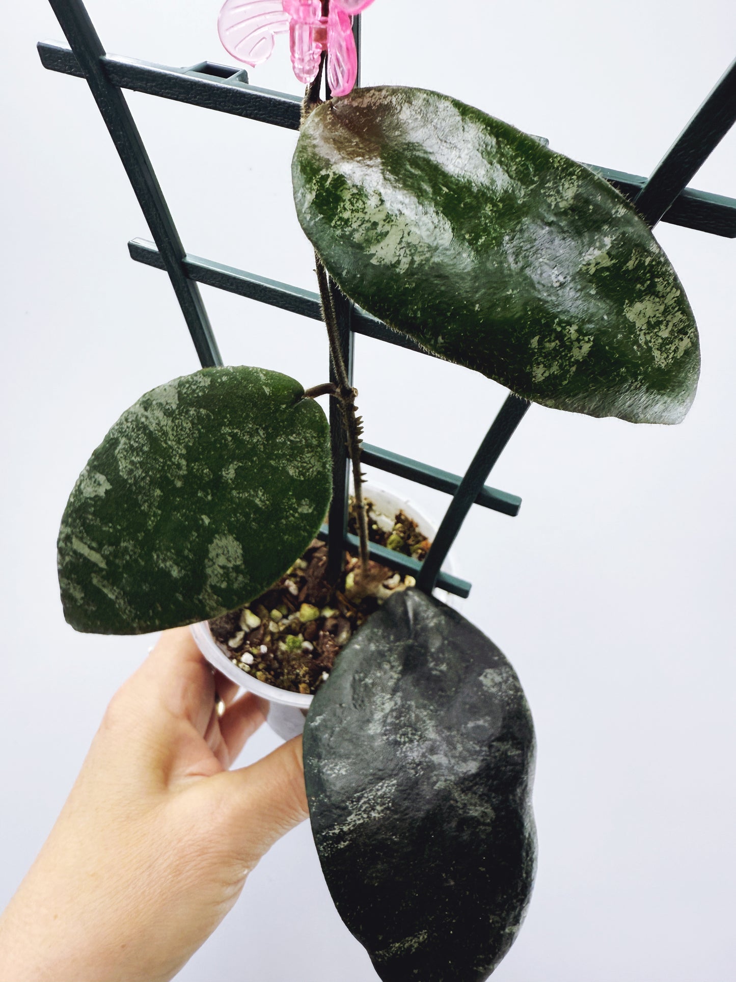 Hoya caudata sumatra