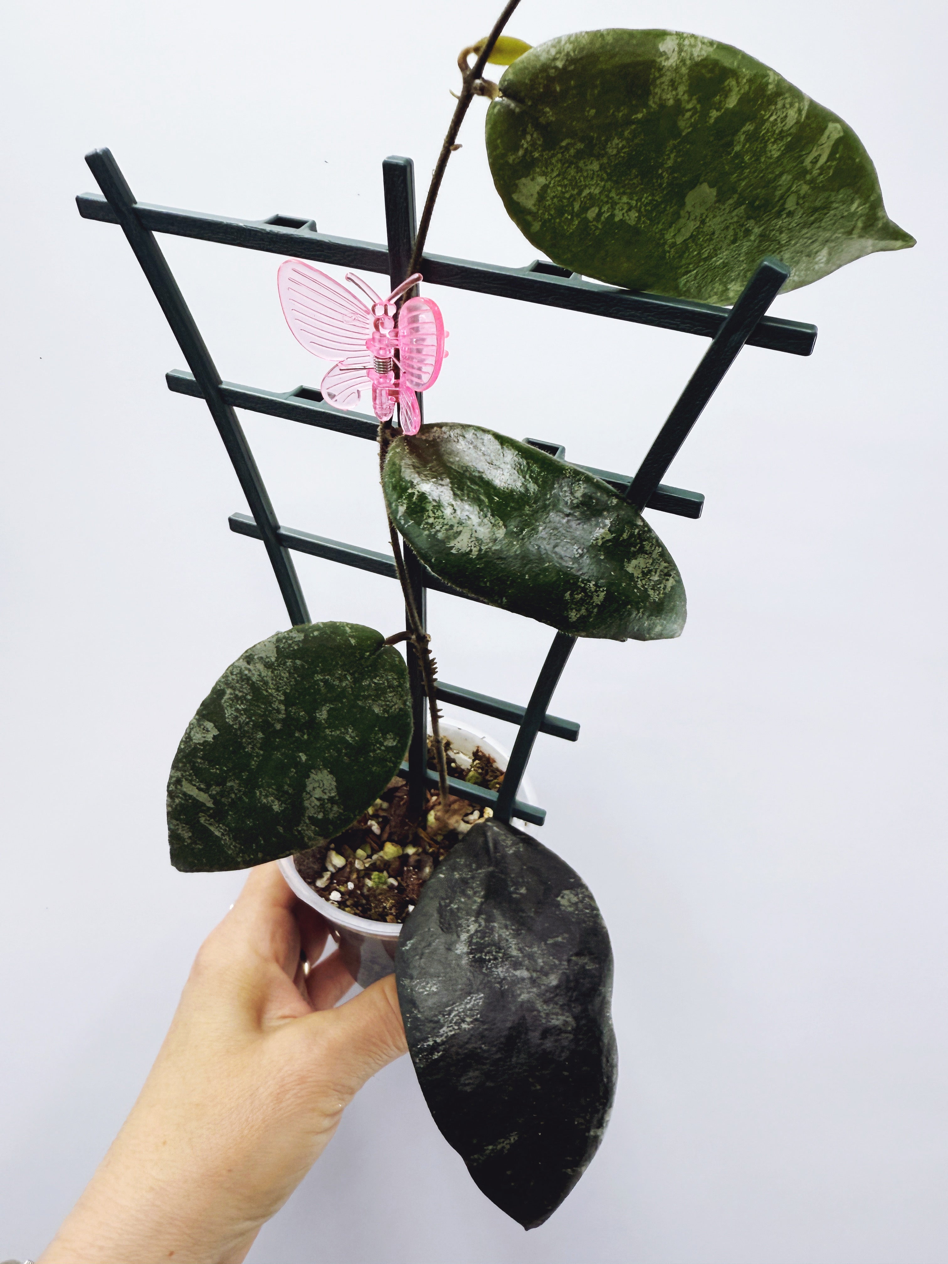 Products – The Pink Trellis