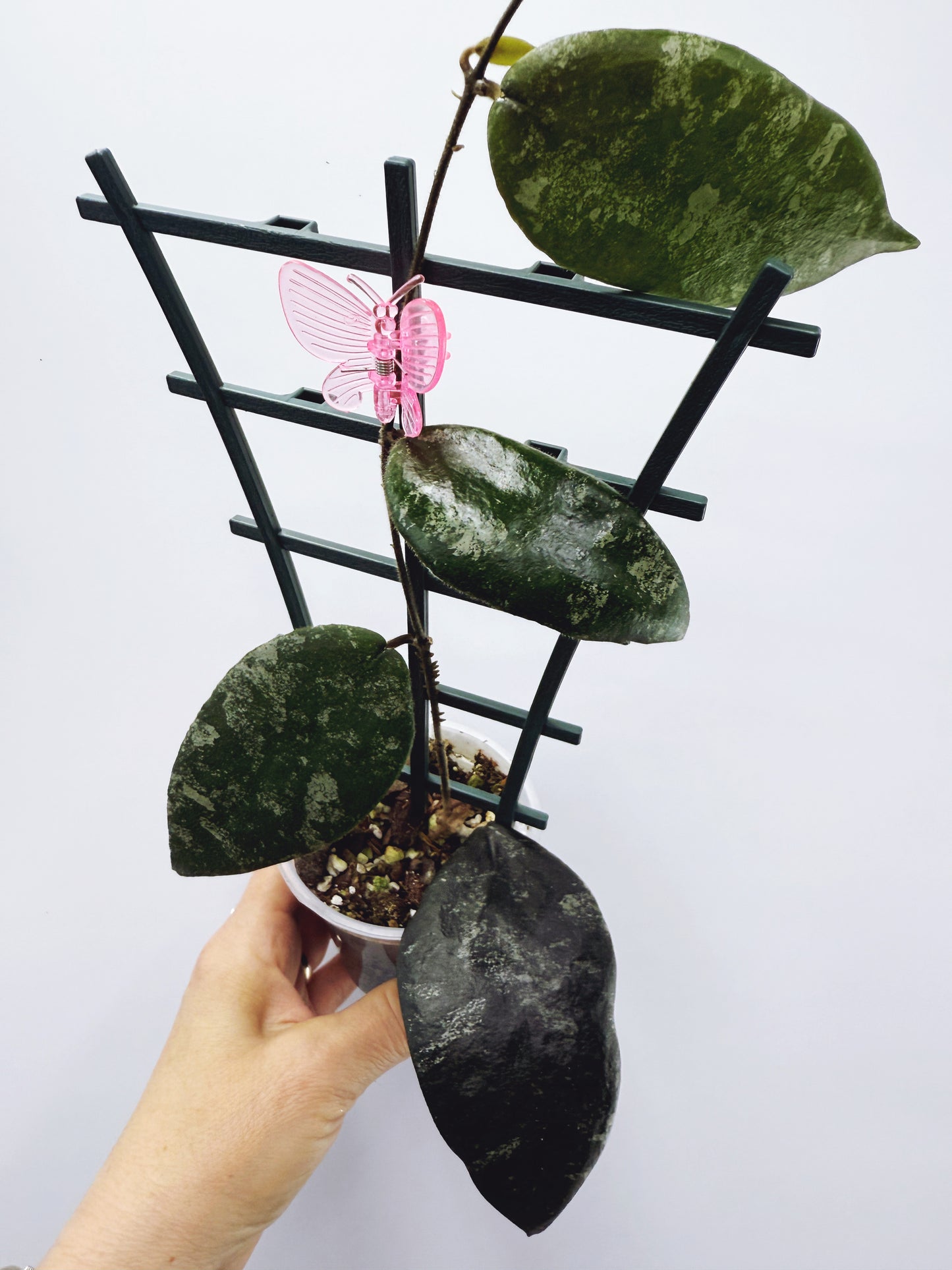 Hoya caudata sumatra