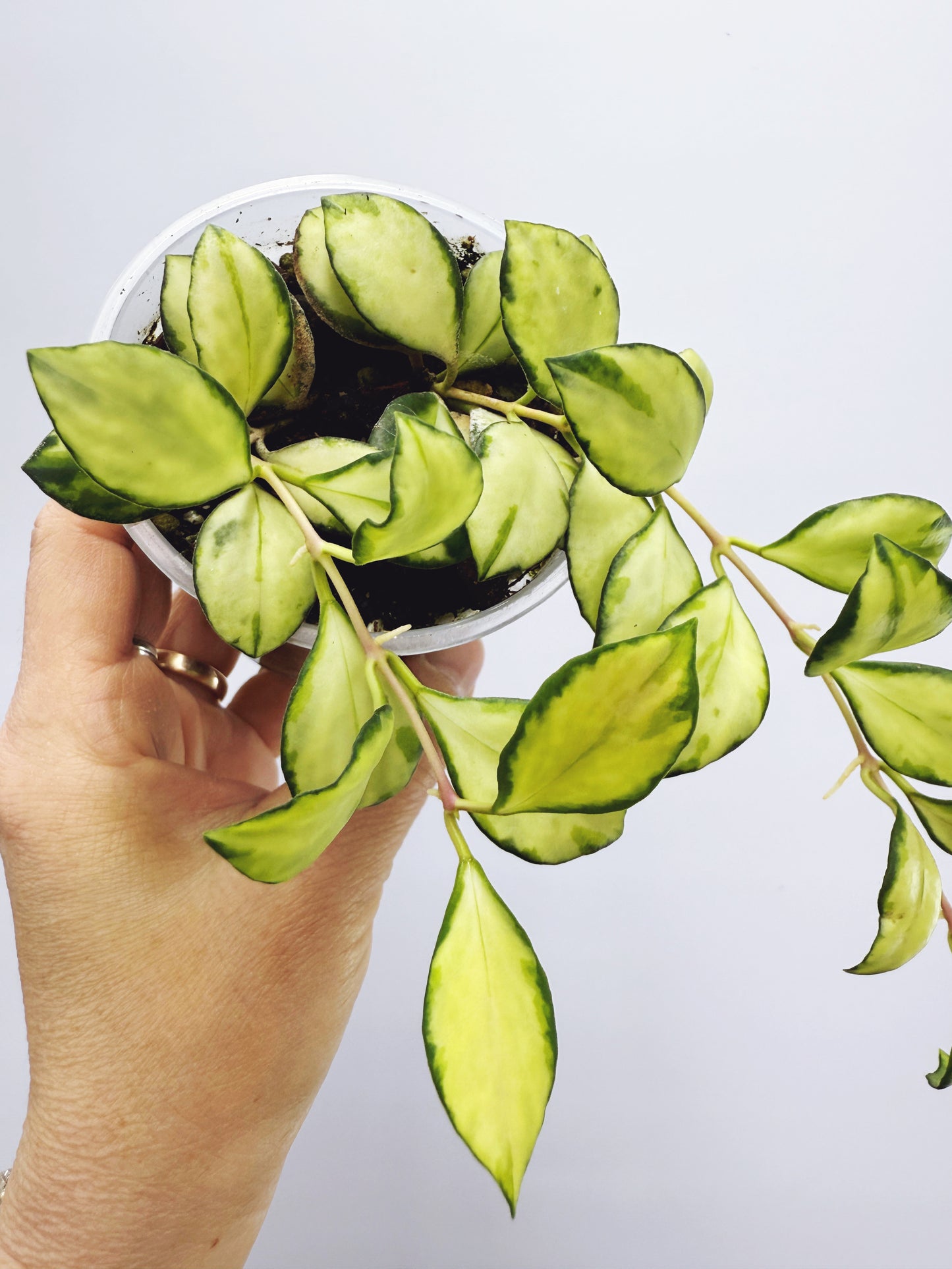 Hoya heuschkeliana variegata