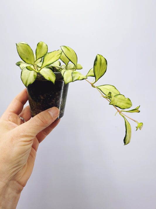 Hoya heuschkeliana variegata