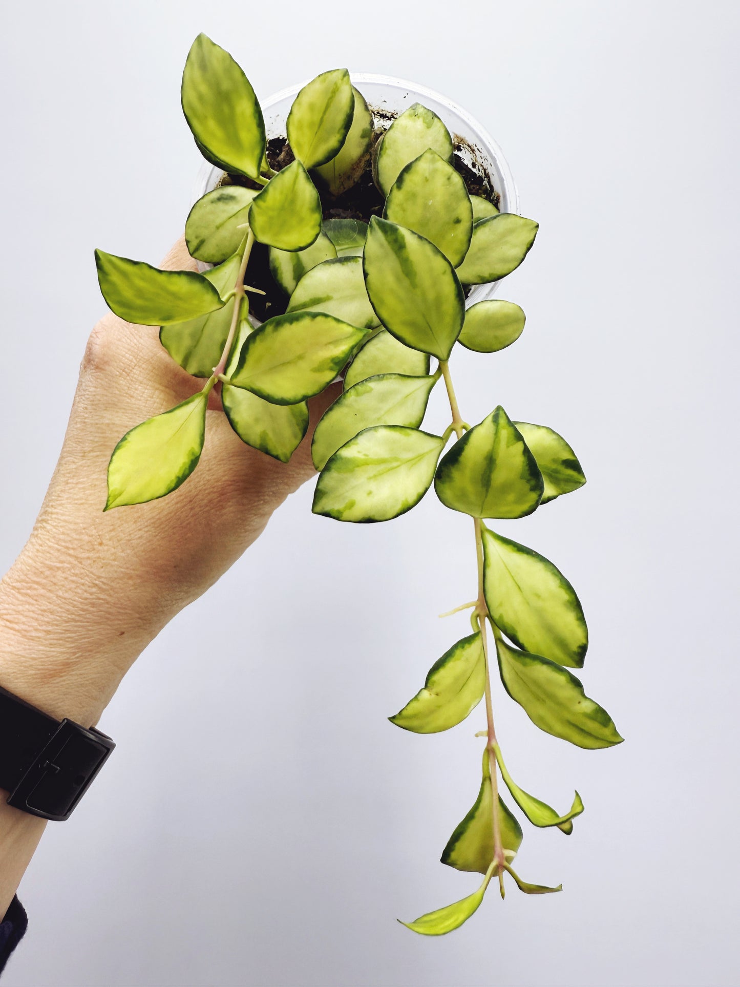 Hoya heuschkeliana variegata