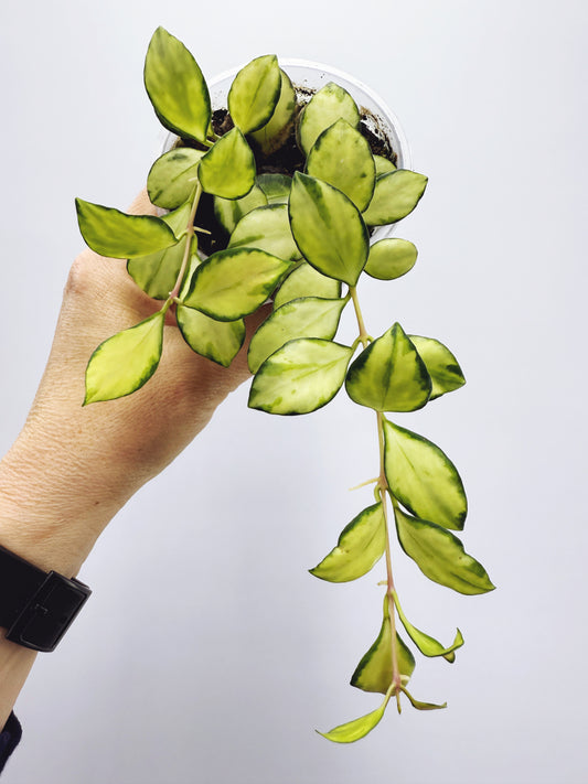 Hoya heuschkeliana variegata