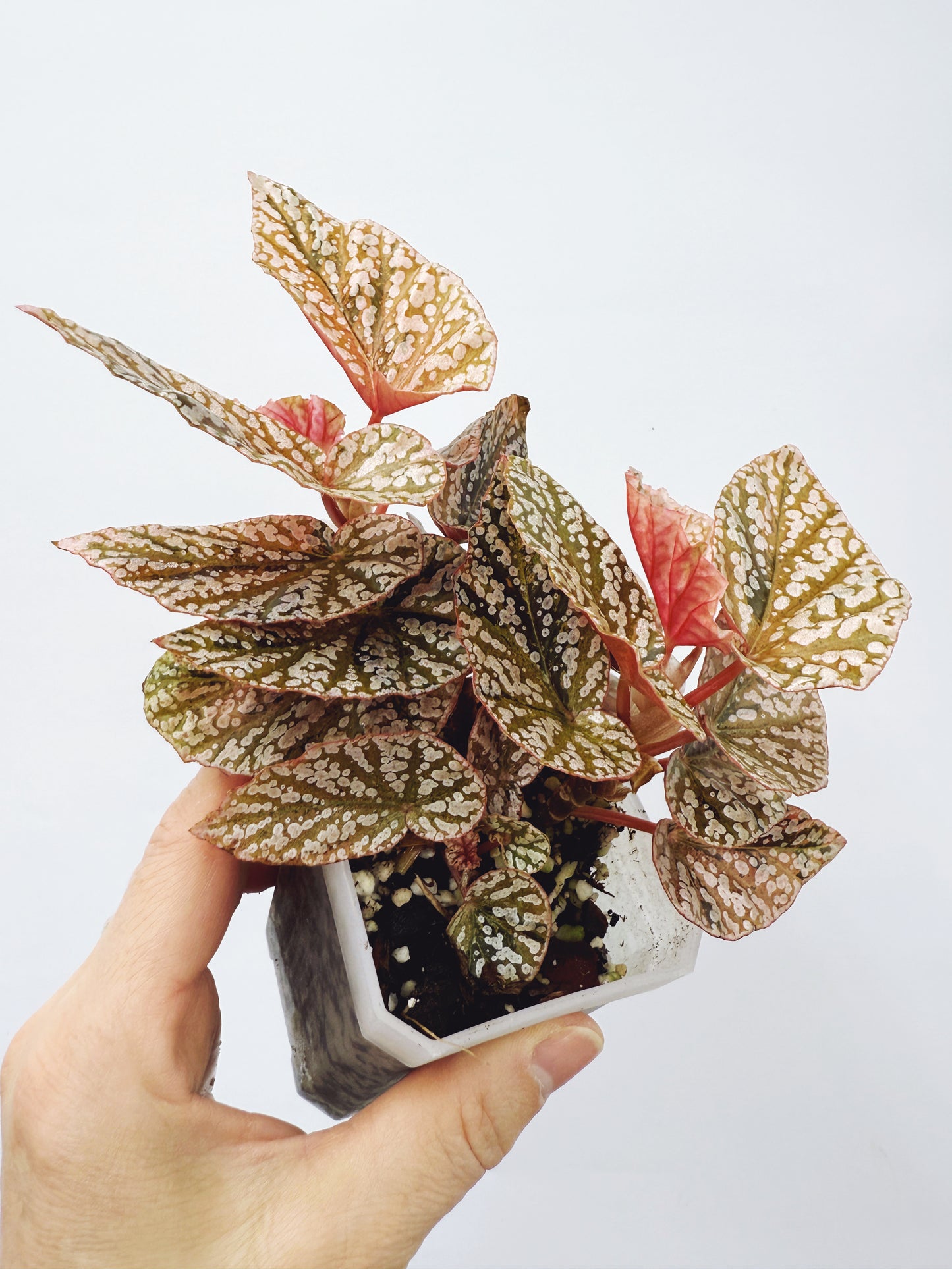 Begonia snow capped variegated