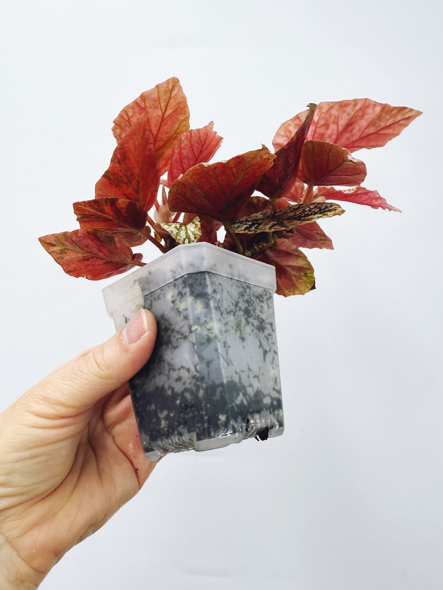 Begonia snow capped variegated