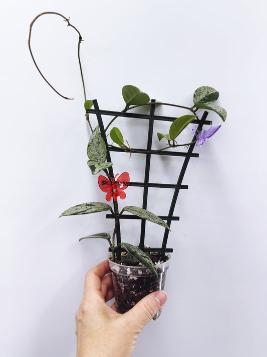 Hoya wilbur graves (high variegation)