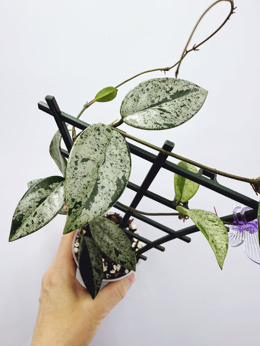 Hoya wilbur graves (high variegation)
