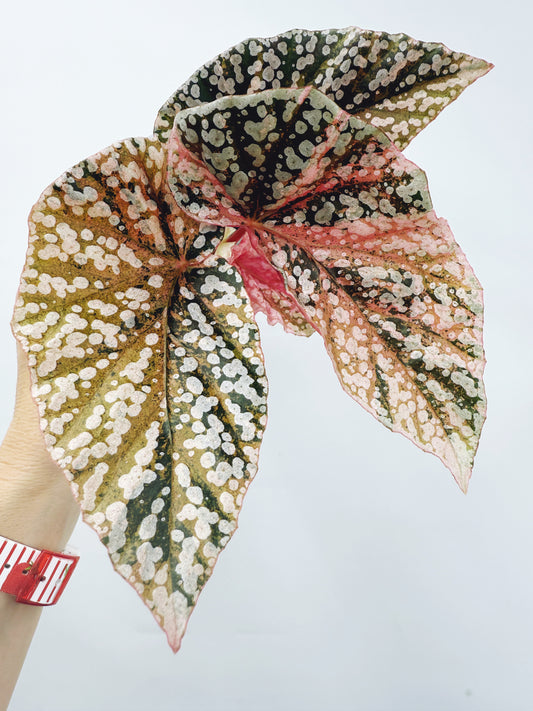 Begonia snow capped variegated
