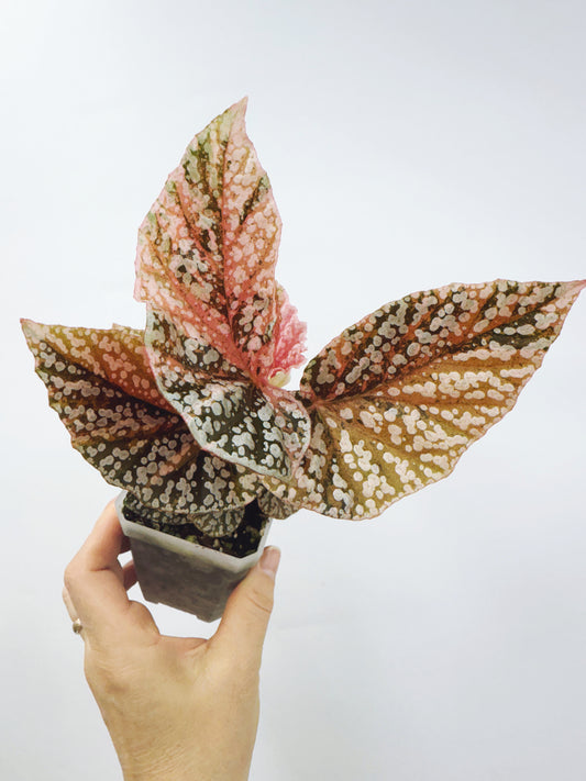 Begonia snow capped variegated