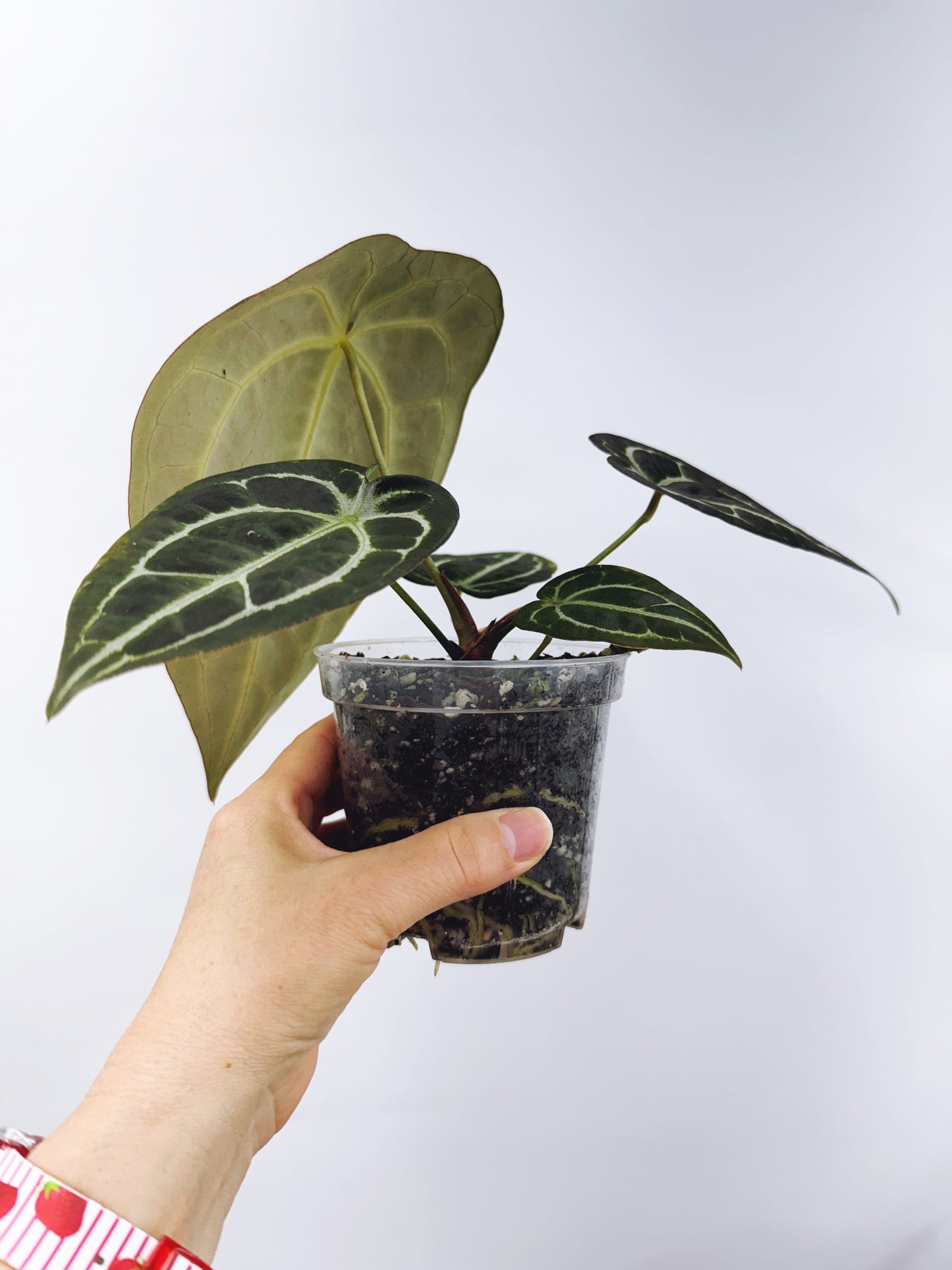 Anthurium magnificum x A. forgetii